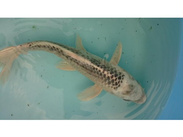 foto nr. 4 van deze Koi Overige , 