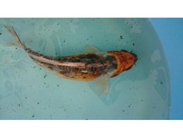 foto nr. 5 van deze Koi Overige , 