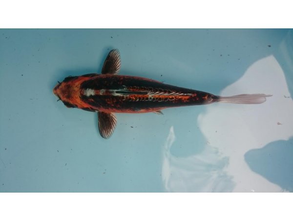 foto nr. 5 van deze Koi Overige , 