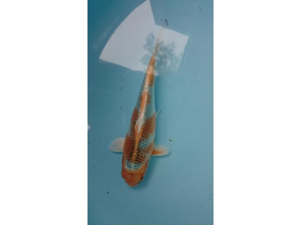 foto nr. 4 van deze Koi Overige , 