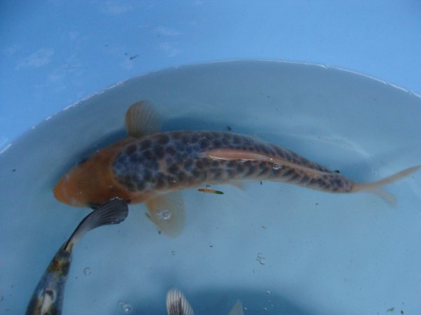 foto nr. 6 van deze Koi Overige , 