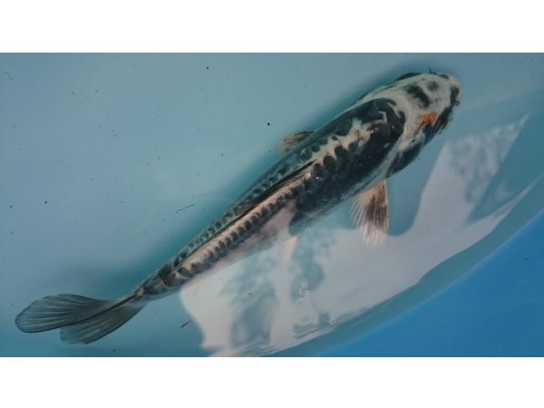 foto nr. 3 van deze Koi Overige , 