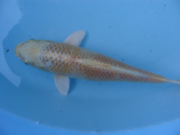 foto nr. 1 van deze Koi Overige , 