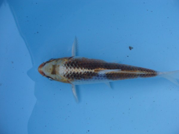 foto nr. 2 van deze Koi Overige , 