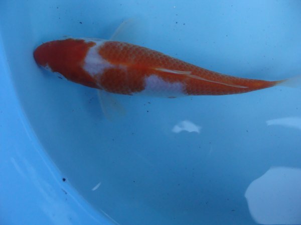 foto nr. 3 van deze Koi Overige , 