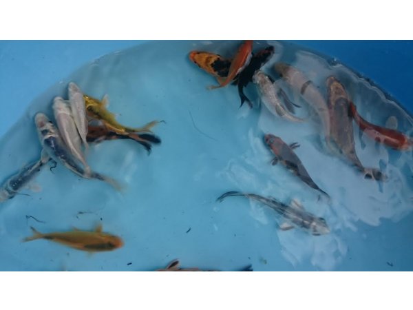 foto nr. 2 van deze Koi Overige , 