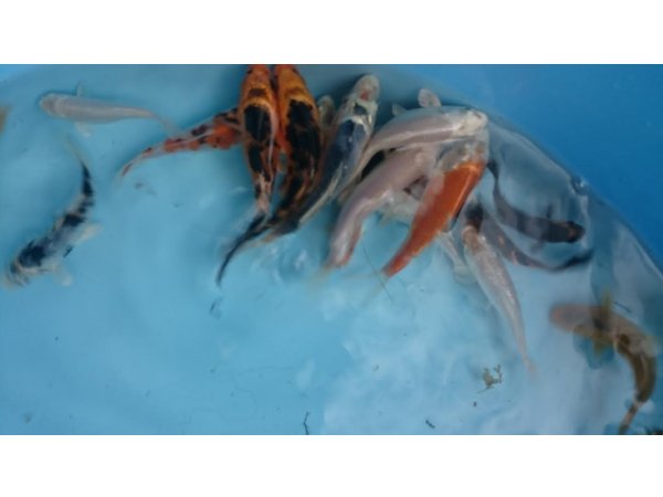 foto nr. 1 van deze Koi Overige , 