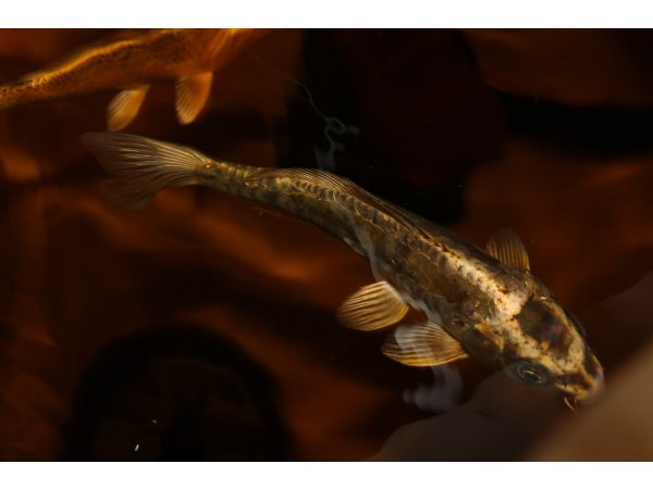 foto nr. 7 van deze Koi Overige , 