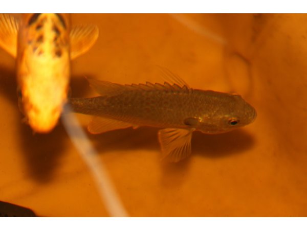 foto nr. 9 van deze Koi Overige , 