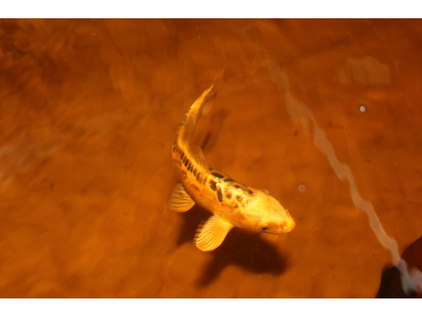 foto nr. 6 van deze Koi Overige , 