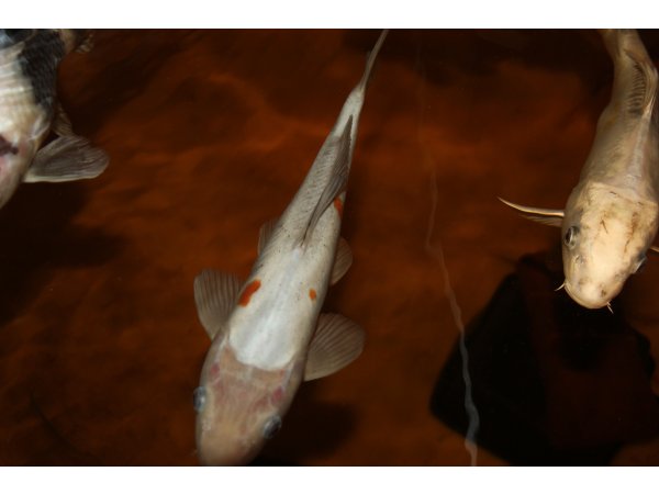 foto nr. 2 van deze Koi Overige , 