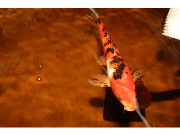 foto nr. 4 van deze Koi Overige , 