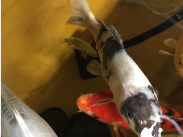 foto nr. 3 van deze Koi Overige , 