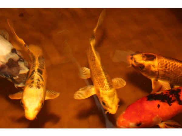 foto nr. 8 van deze Koi Overige , 