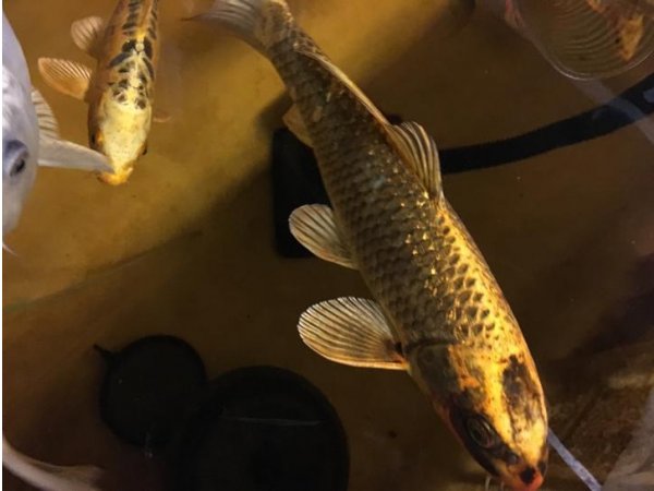 foto nr. 5 van deze Koi Overige , 