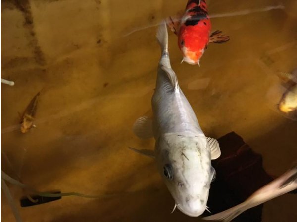 foto nr. 1 van deze Koi Overige , 