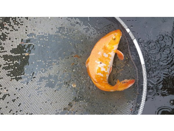 foto nr. 4 van deze Koi Shusui , 