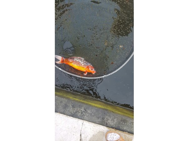 foto nr. 5 van deze Koi Shusui , 