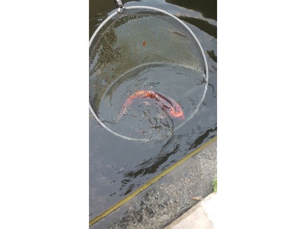 foto nr. 3 van deze Koi Shusui , 
