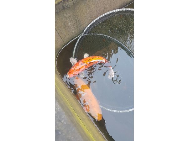 foto nr. 8 van deze Koi Shusui , 