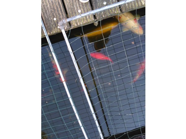 foto nr. 3 van deze Koi Overige , 