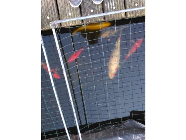 foto nr. 2 van deze Koi Overige , 