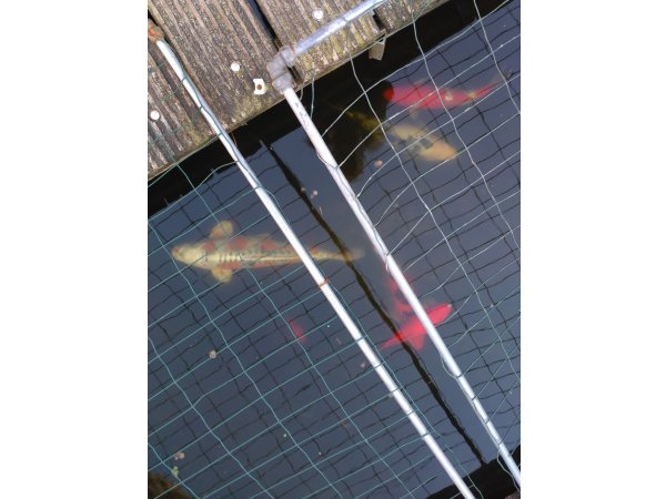 foto nr. 4 van deze Koi Overige , 