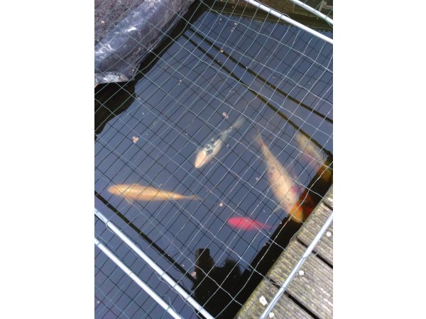 foto nr. 1 van deze Koi Overige , 