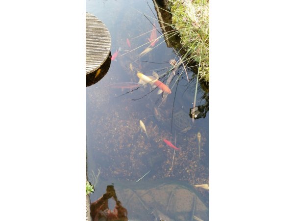 foto nr. 2 van deze Koi Overige , 