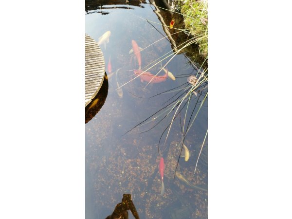 foto nr. 3 van deze Koi Overige , 