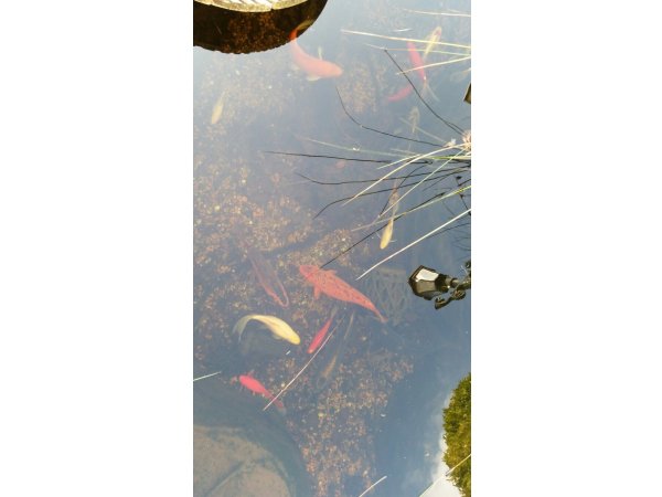 foto nr. 4 van deze Koi Overige , 