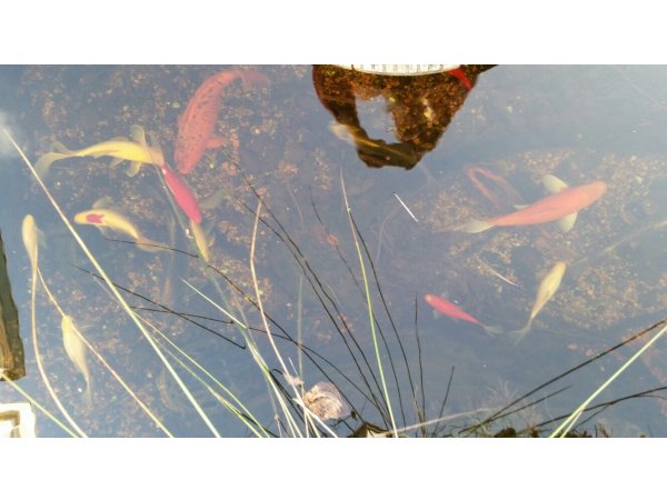 foto nr. 6 van deze Koi Overige , 