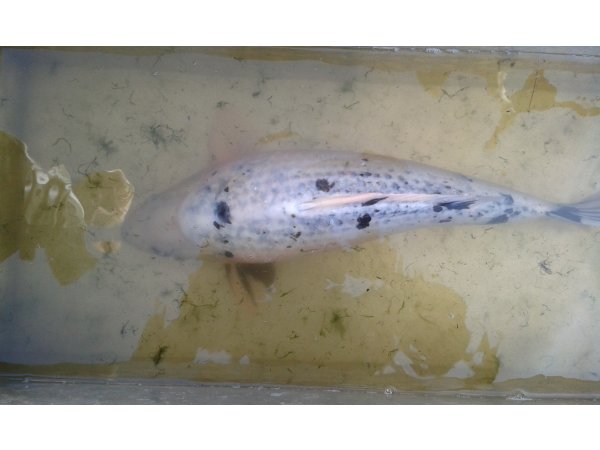 foto nr. 2 van deze Koi Overige , 