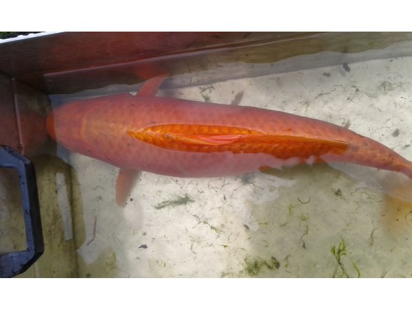 foto nr. 5 van deze Koi Overige , 