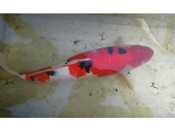 foto nr. 1 van deze Koi Overige , 