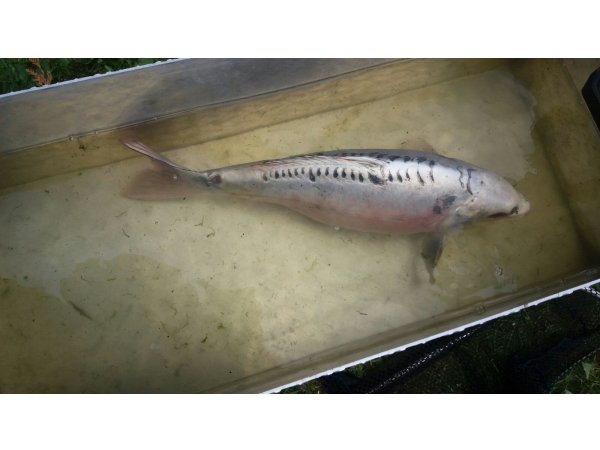 foto nr. 9 van deze Koi Overige , 