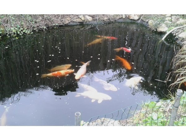 foto nr. 4 van deze Koi Overige , 