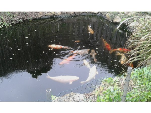 foto nr. 10 van deze Koi Overige , 