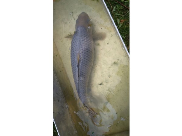 foto nr. 7 van deze Koi Overige , 