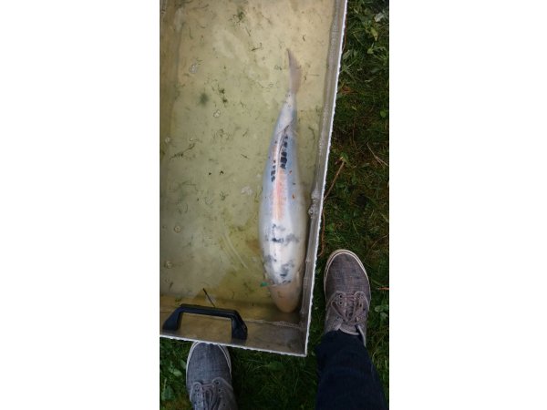 foto nr. 8 van deze Koi Overige , 