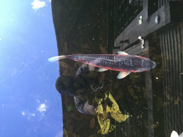 foto nr. 3 van deze Koi Overige , 