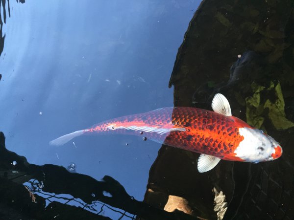 foto nr. 5 van deze Koi Overige , 