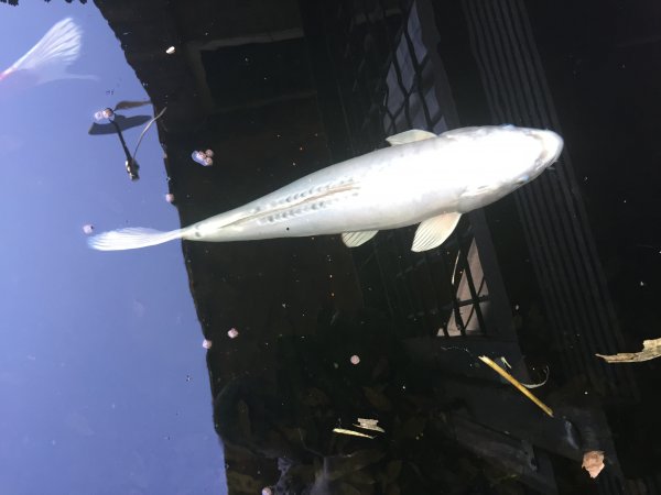 foto nr. 2 van deze Koi Overige , 