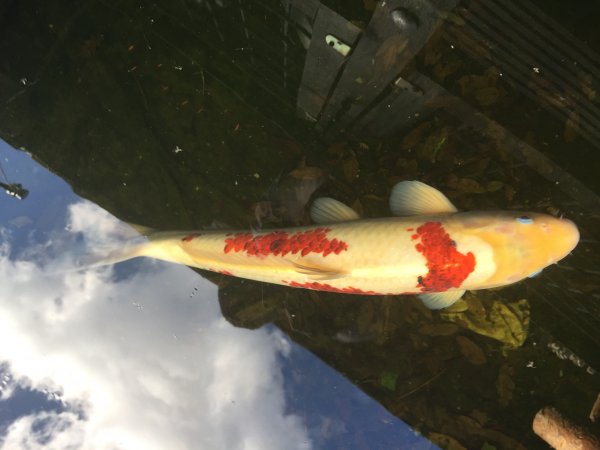 foto nr. 4 van deze Koi Overige , 