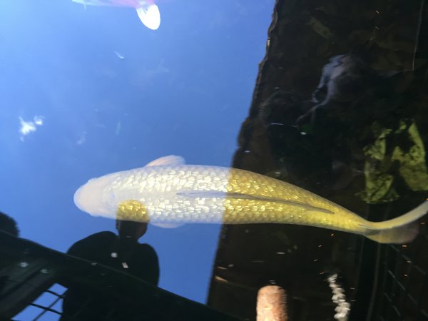 foto nr. 1 van deze Koi Overige , 