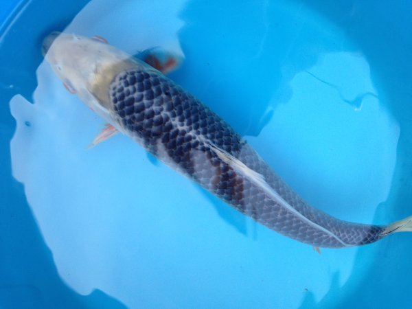 foto nr. 1 van deze Koi Asagi , 