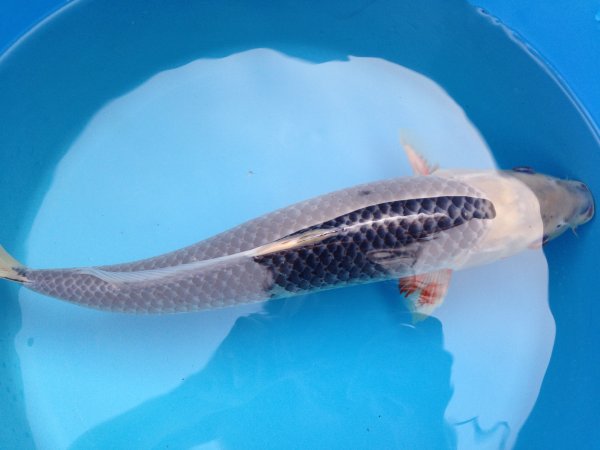 foto nr. 4 van deze Koi Asagi , 