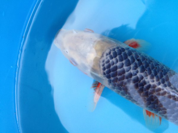 foto nr. 2 van deze Koi Asagi , 