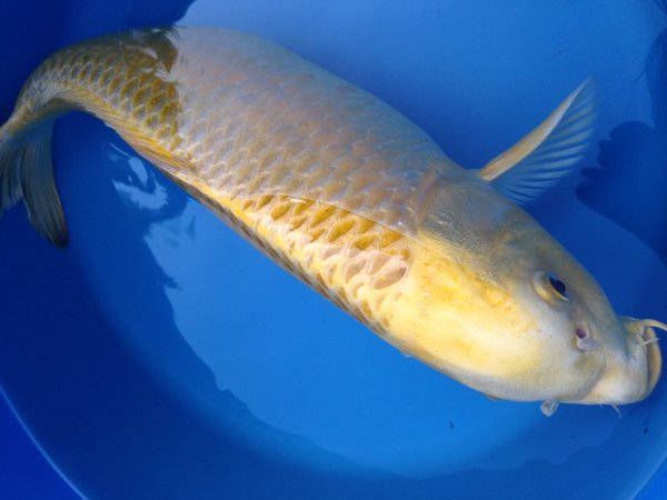 foto nr. 3 van deze Koi Orenji Ogon , 