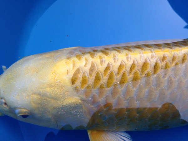 foto nr. 1 van deze Koi Orenji Ogon , 